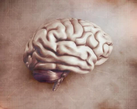 Anatomical human brain, mesh vector, scientific article design and medical bo Stock Illustration