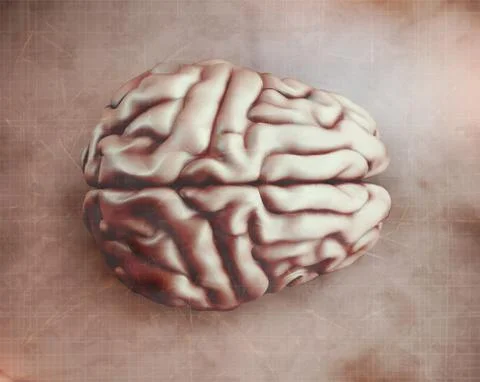 Anatomical human brain, mesh vector, scientific article design and medical bo Illustrazione stock