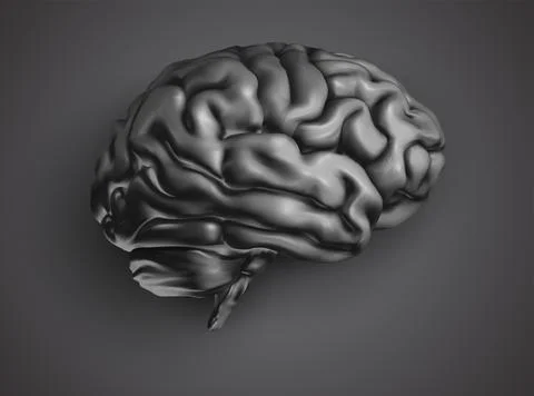 Anatomical human brain, mesh vector, scientific article design and medical bo イラスト素材