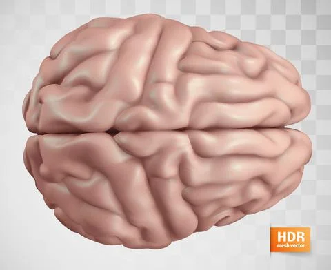 Anatomical human brain, mesh vector, scientific article design and medical bo Stock Illustration