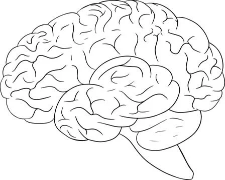 Anatomical human brain vector line icon. Hand drawn internal Stock Illustration