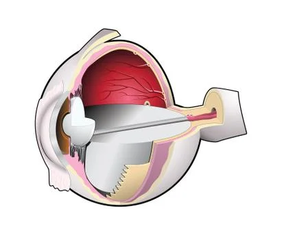 Anatomical  human eyeball 스톡 일러스트