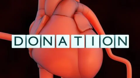 Anatomical human heart model and the blocks with the word "DONATION" Stock Illustration