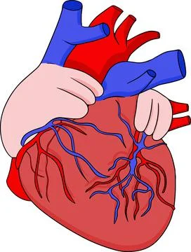 Anatomical human heart vector colored, cartoon icon. Hand drawn internal Stock Illustration