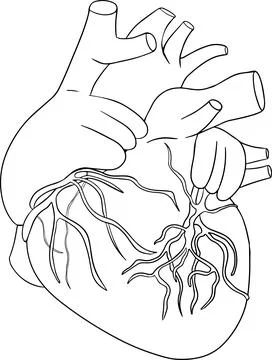Anatomical human heart vector line icon. Hand drawn internal Stock Illustration