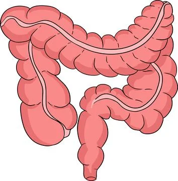 Anatomical human intestine vector colored, cartoon icon. Hand drawn internal Stock Illustration