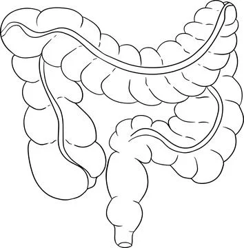 Anatomical human intestine vector line icon. Hand drawn internal Stock Illustration