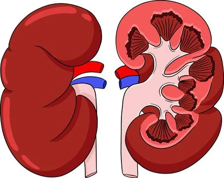 Anatomical human kidneys vector colored, cartoon icon. Hand drawn internal Stock Illustration