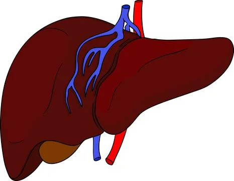 Anatomical human liver vector colored, cartoon icon. Hand drawn internal Stock Illustration