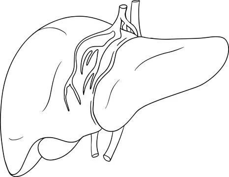 Anatomical human liver vector line icon. Hand drawn internal Stock Illustration