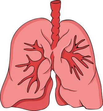 Anatomical human lungs vector colored, cartoon icon. Hand drawn internal Stock Illustration