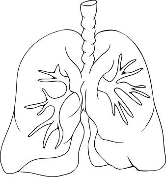 Anatomical human lungs vector line icon. Hand drawn internal Stock Illustration