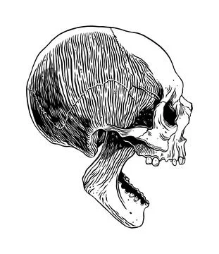 Anatomical Human Skull Stock Illustration