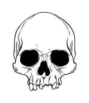 Anatomical Human Skull Stock Illustration