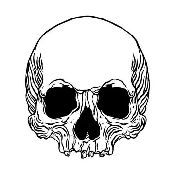 Anatomical Human Skull Stock Illustration