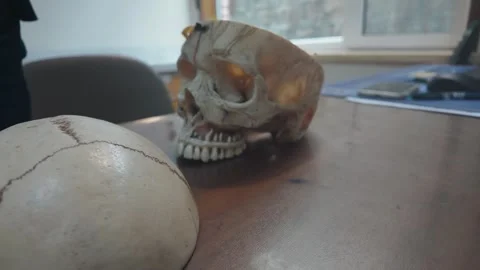 Anatomical human skull model sitting on a wooden desk inside a medical office or Stock Footage 328985947