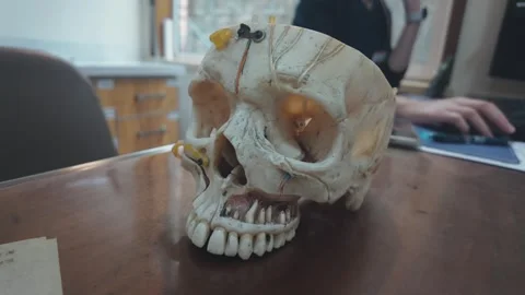 Anatomical human skull model sitting on a wooden desk inside a classroom or Stock Footage 328986039