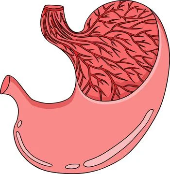 Anatomical human stomach vector colored, cartoon icon. Hand drawn internal Stock Illustration