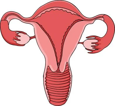 Anatomical human uterus vector colored, cartoon icon. Hand drawn internal Stock Illustration