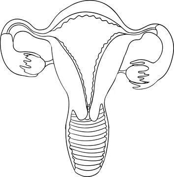 Anatomical human uterus vector line icon. Hand drawn internal Stock Illustration