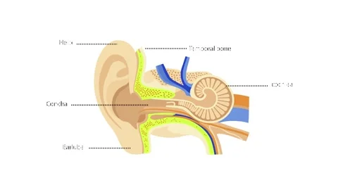 Anatomical Illustration of the Human Ear Structure Stock Footage 331049270