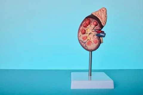 Anatomical kidney model on blue background. Medical treatment of nephritis .. Stock Photos