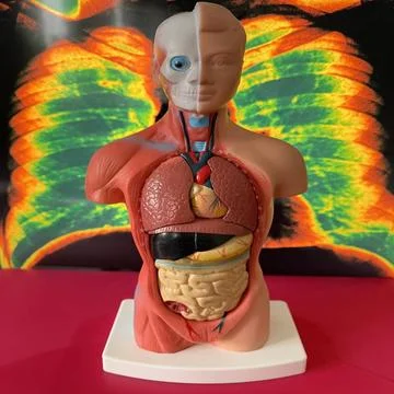  Anatomical model Anatomical model in front of an x-ray of the lungs. Copy... Stock Photos