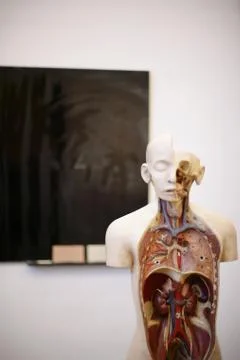 Anatomical model in classroom Stock Photos