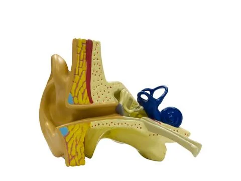 Anatomical model ear Stock Photos