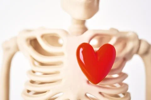 Anatomical Model Featuring Skeleton with Heart Symbol on Ribcage Illustrating Stock Photos