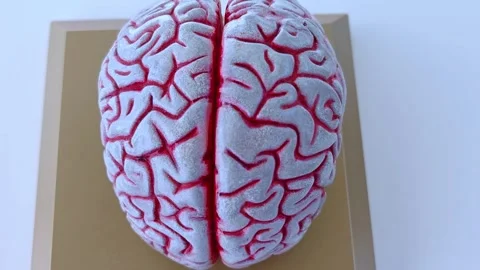 Anatomical model of the human brain. Video stock 290041863