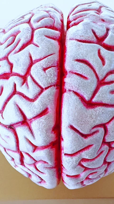 Anatomical model of the human brain. Stock Footage 290043781
