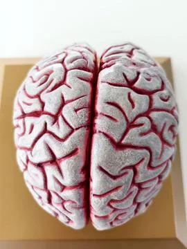 Anatomical model of the human brain. Stock Photos
