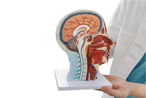 Anatomical model of human head with brain structures in hands of doctor iso.. Stock-Fotos