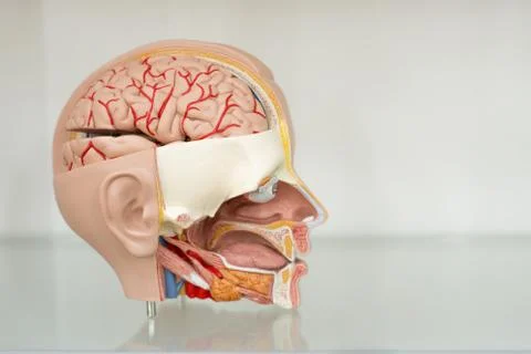 Anatomical model of a human head in a cut Stock Photos