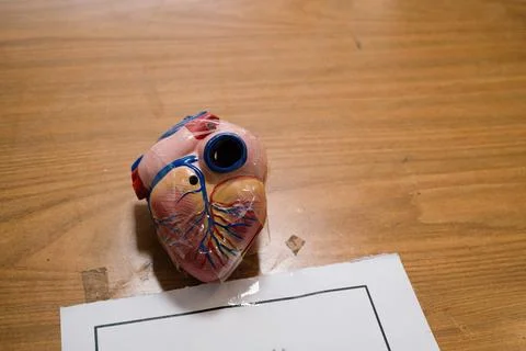 Anatomical model of a human heart on a table Foto stock
