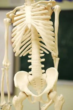 Anatomical model of human skeleton displayed in classroom, showcasing detailed Stock Photos