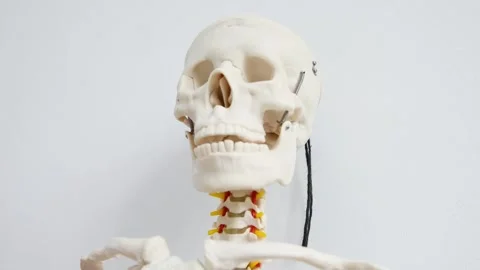 Anatomical model human skeleton skull and cervical spine detailed study bri.. Stock Footage 334957384