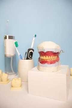Anatomical model of human teeth and gums with teeth hygiene tools in backgr.. Stock Photos