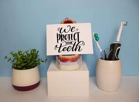 Anatomical model of human teeth and gums with greeting card We protect your.. Stock Photos