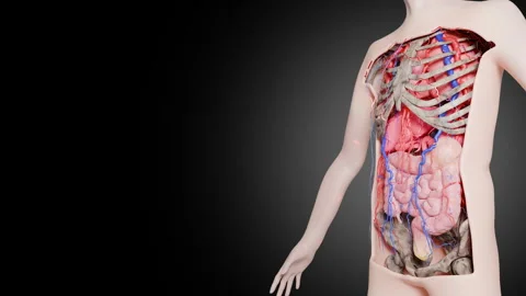 Anatomical model of human torso showing internal organs and circulatory system Stock Footage 324797676