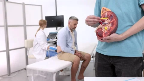 Anatomical model of kidney on background of process of ultrasound examination Stock Footage 317144738