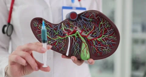 Liver Model Stock Video Footage | Royalty Free Liver Model Videos | Pond5