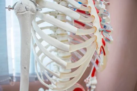 Anatomical Model for studying for upper and chest bones. Stock Photos
