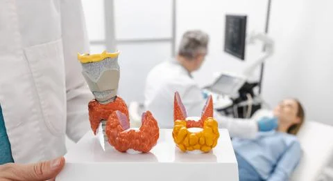 Anatomical model of thyroid pathologies against background of ultrasound pr.. Photos