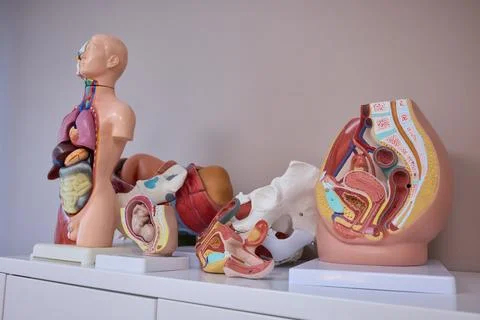 Anatomical Models Designed Specifically for Educational and Instructional Stockfoto's