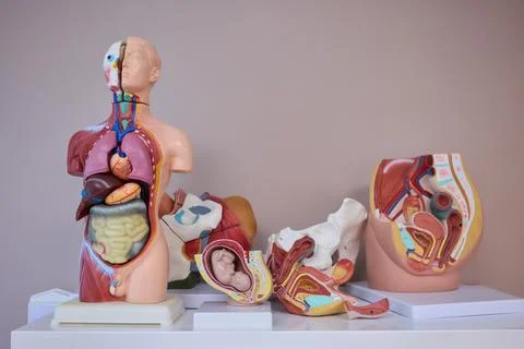 Anatomical Models Designed Specifically for Educational and Instructional Stock Photos