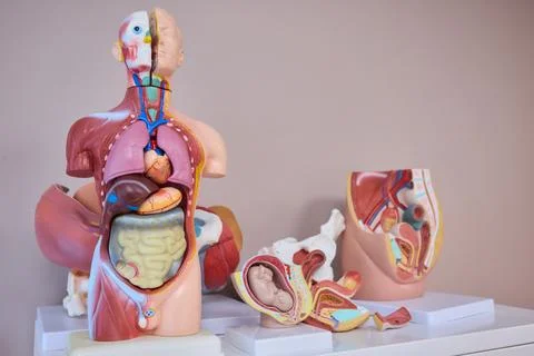 Anatomical Models Designed Specifically for Educational and Instructional 库存照片