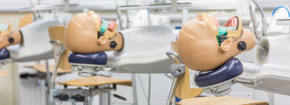 Anatomical model's head for students Stock Photos