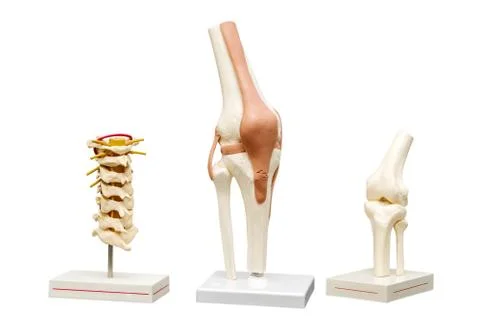 Anatomical models of the joints. isolate on white background Stock Photos
